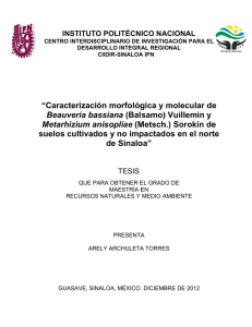 “C B M su Caract Beauv Metarhi uelos c terizac veria ba izium a