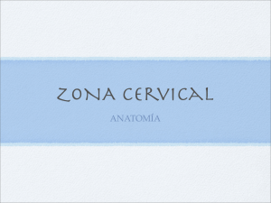 Vértebra cervical