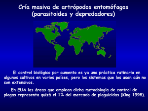 Cría masiva de artrópodos entomófagos (parasitoides y