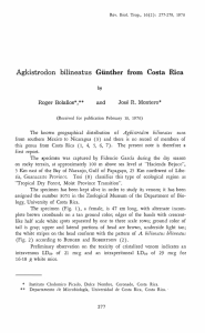 Agkistrodon bilineatus Günther from Costa Rica