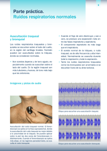 Parte práctica Ruidos respiratorios normales