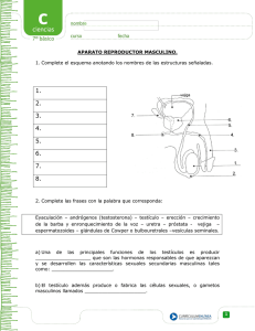 Aparato Reproductor Masculino: Hoja de Trabajo