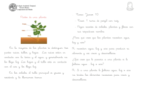 Partes de una planta En la mayoría de las plantas se distinguen tres