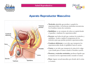 Aparato Reproductor Masculino: Diagrama y Explicación