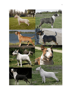 perros bull terrier