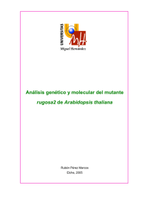Análisis Morfológico y Genético del mutante Rugosa 2 en