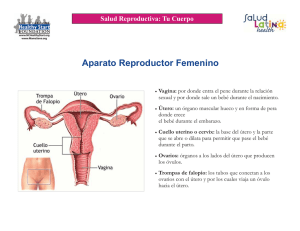 Aparato Reproductor Femenino