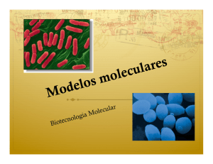 Escherichia coli