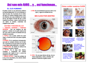 Cómo Cuidar tus Ojos: Anatomía, Consejos y Salud Ocular