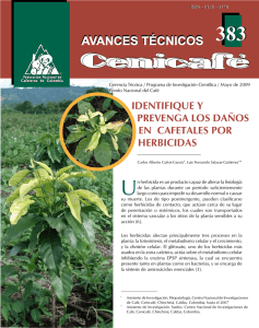 Daños por Herbicidas en Cafetales: Identificación y Prevención