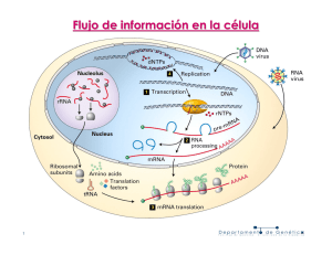 Flujo de Información Celular: Transcripción y ARN