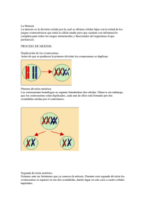 La Meiosis