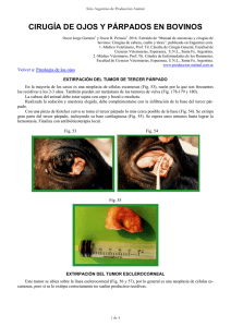 cirugía de ojos y párpados en bovinos