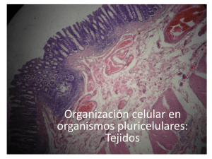 Células del músculo liso