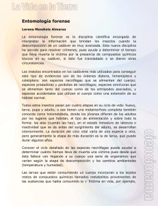 Entomología forense
