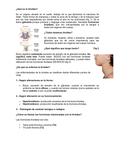 Guía de la Tiroides: Funciones, Enfermedades y Tratamientos