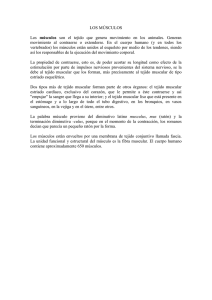 LOS MÚSCULOS Los músculos son el tejido que genera