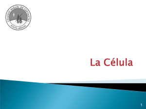 celulas octavo 2015 - Colegio Miguel de Cervantes, Punta Arenas.
