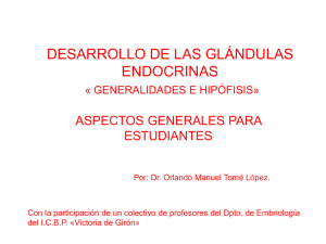 desarrollo de las glándulas endocrinas