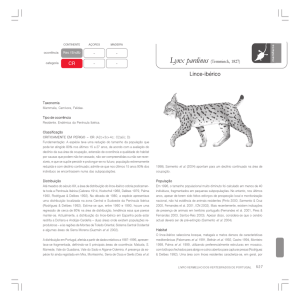 Lynx pardinus