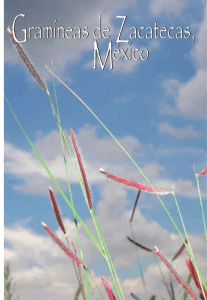 Gramíneas de Zacatecas, México