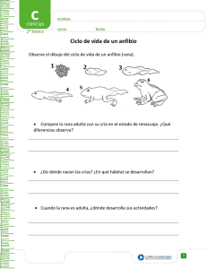 Ciclo de vida de un anfibio
