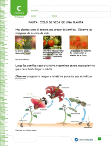 Ciclo de Vida de una Planta: Hoja de Trabajo para Primaria