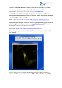 primera vista a una imagen de microscopia de - IBV