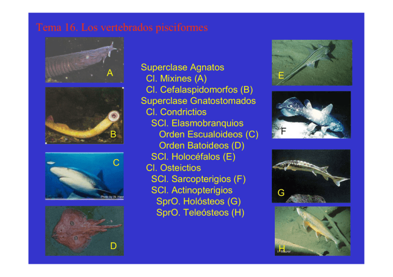 Tema 16. Los Vertebrados Pisciformes