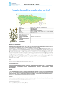Linaria supina subsp. maritima - Gobierno del principado de Asturias