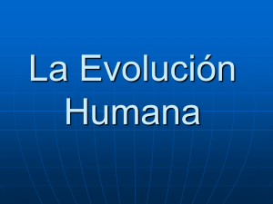 Últimas etapas del desarrollo de los primates:
