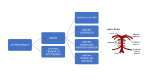 Arteria Basilar