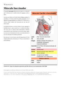Músculo Buccinador: Anatomía, Función y Detalles