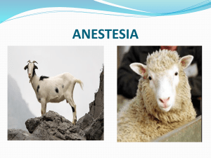 anestesiología en bovinos