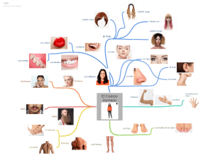 Vocabulario del Cuerpo Humano en Español