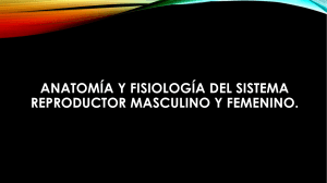 Anatomía y Fisiología del Sistema Reproductor