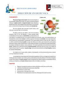 Disección de Ojo de Vaca: Práctica de Laboratorio de Biología