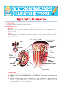 Aparato Urinario: Hoja de Trabajo para Primaria