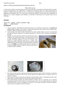 Disección de Ojo de Vaca: Guía de Laboratorio de Biología