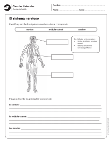 Sistema Nervioso: Hoja de Trabajo de Ciencias Naturales