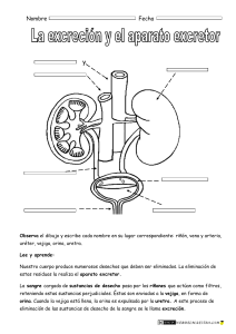 Sistema Excretor: Hoja de Trabajo para Estudiantes