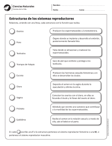 Sistema Reproductor: Hoja de Trabajo de Ciencias Naturales
