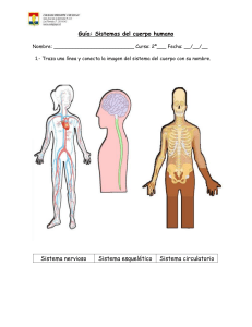 Guía de Sistemas del Cuerpo Humano - Primaria