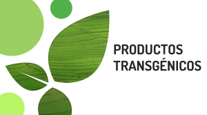 Productos Transgénicos: Beneficios, Riesgos y Ejemplos