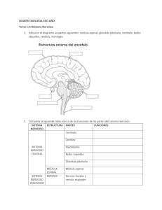 Sistema Nervioso: Hoja de Trabajo de Biología 2do Año