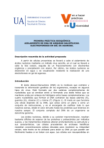 Aislamiento de ADN de Arqueas Halófilas: Práctica de Lab