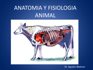 Anatomía y Fisiología Animal: Presentación Veterinaria