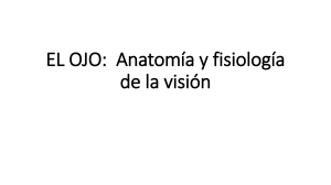 Anatomía y Fisiología del Ojo: Presentación Educativa