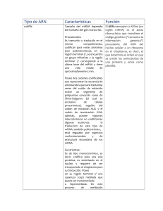 Tipos de ARN: Características y Funciones