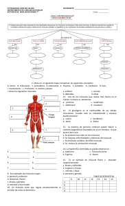 Actividad de Nivelación: El Sistema Muscular - Grado 7